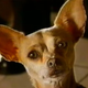 Taco Bell "Drop the chalupa" commercial (Screenshot: YouTube)
